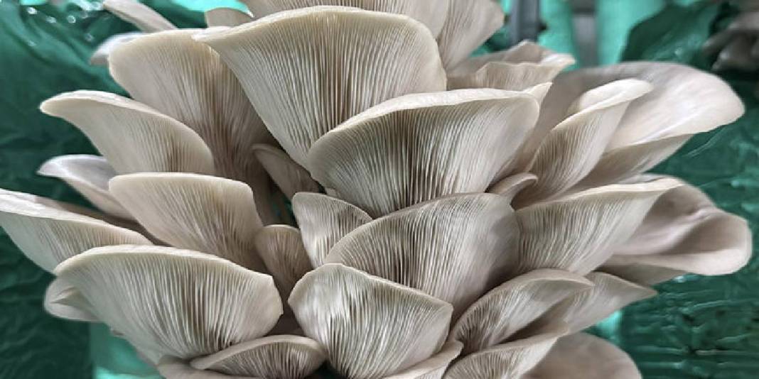 Köydeki evinin bahçesine kurdu, yılda 40 ton üretime ulaştı! Lüks oteller, toptancılar… Hepsine satış yapıyor 5